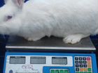 Кролики Белый Панон объявление продам