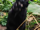 Бомбейский котенок