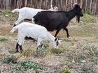 Коза молочная с козлятами