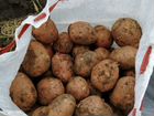Рабочие на уборку картофеля