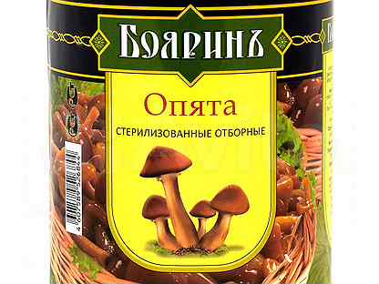Опята В Сочи Фото