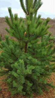 Сосна новогодняя 100-101см