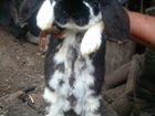 Кролики породы Ризен объявление продам