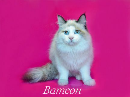 Невский маскарадный подрощенный котёнок Ватсон