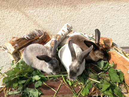 Кролики породы рекс