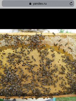 Пчёлы - фотография № 4