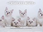 Невские маскарадные котята с родослов