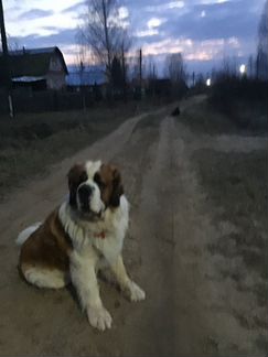 Кобель для вязки