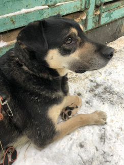 Собака из приюта