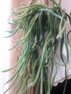 Гилоцереус