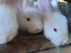 Кролики новозеландские объявление продам