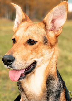 Нежный щенок Триша в добрые руки