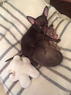 Чихуахуа детки-конфетки