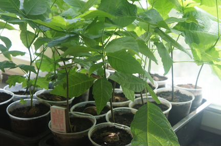 Саженец, грецкого ореха