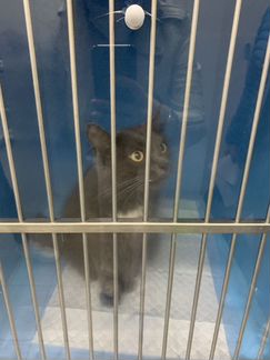 Кошка ласковая фенотип русской голубой