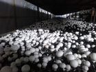 Готовый бизнес по выращиванию грибов