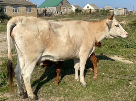 Корова дойная с теленком, должен отелица в ноябре - фотография № 1