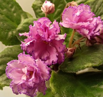 Фиалка сортовая