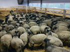 Овцы племенные романовки,мясных и молочных пород