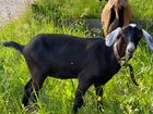 Дойная коза козлы и англонубийские козочки объявление продам