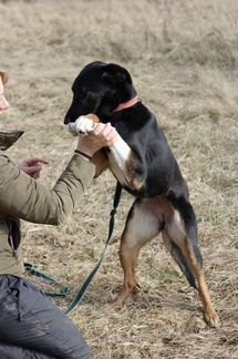 Собака Гера из приюта ищет семью