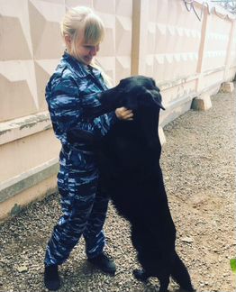 Кинолог, ассистент ветеринарного врача
