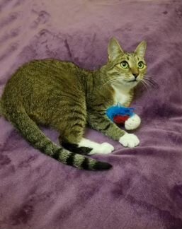 Очень ласковая и умная кошка Даффи ищет дом