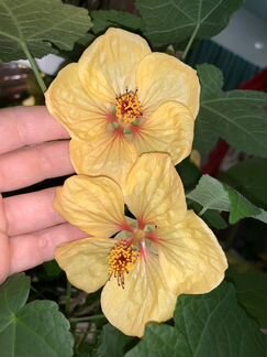 Абутилоны сортовые: Белоснежка, Маковка (семена)