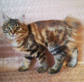 Котенок породы курильский бобтейл