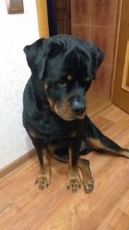 Лорд ищет невесту