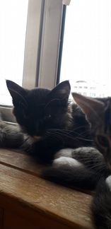 Котята