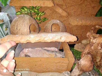 Фон - задняя стенка в террариум много разных