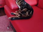 Чистокровные бенгальские котята объявление продам