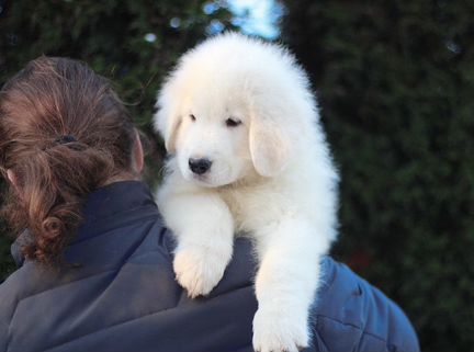 Маремма Миросвет Грэйт