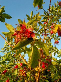 Шиповник сортовой плодоносящие кусты