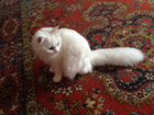 Ищет жениха кошка турецкая ангора