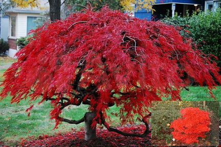 Саженцы декоративных японских кленов