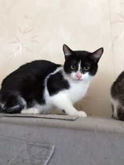 Котенок мальчик в дар