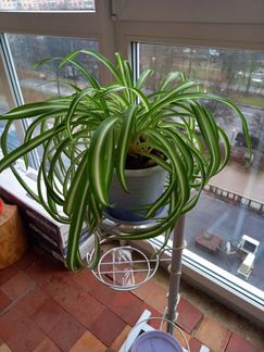 Хлорофитум Бонни