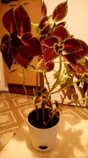 Крапива декоративная