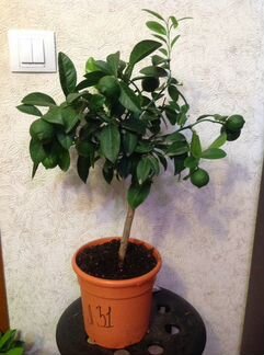 Лайм Рангпур красный с плодами вкусный, редкость