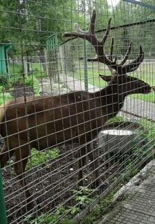 Электропастух для заповедников для зоопарков