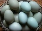 Куриные яйца зелёные породы ухейилюя