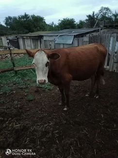 Корова стельная с телятам