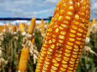 Кукуруза зерно 2021 года