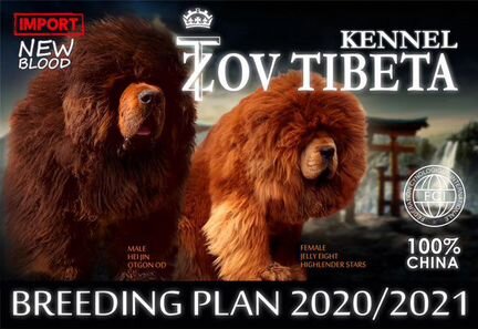 Тибетский Мастиф щенки