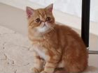 Котёнок персидский