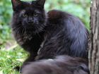 Очень черная и пушистая кошка мейн-кун