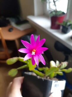 Комнатные цветы: рипсалидопсис, декабрист, каланхо