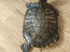 Водяная красноухая черепаха объявление продам